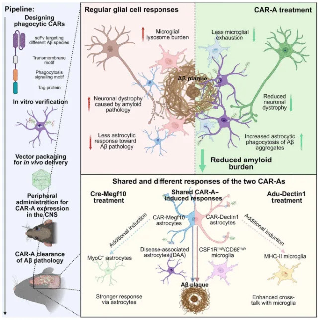Jedna injekcija preprogramirala astrocite — amiloidne naslage smanjene za 50% u miševa