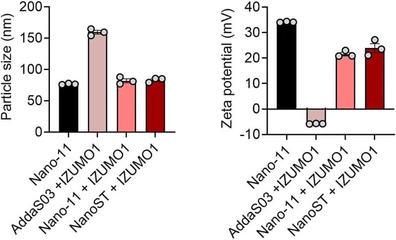 Vakcina zasnovana na IZUMO1 znatno smanjuje plodnost u miševima — potencijal za humano upravljanje divljim životinjama