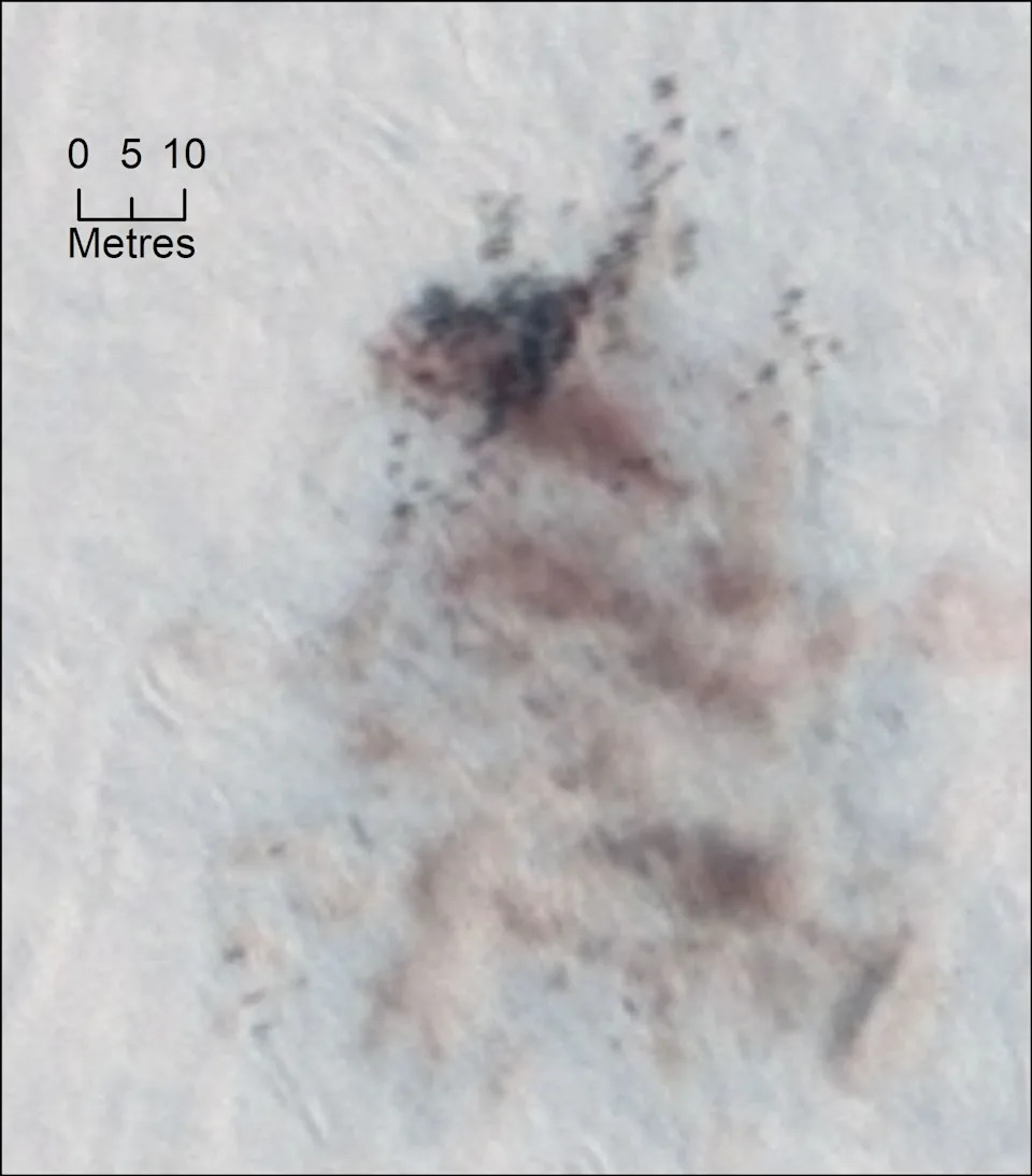 Godišnje linjanje carevskih pingvina: Kako pad morskog leda preti da ih uništi