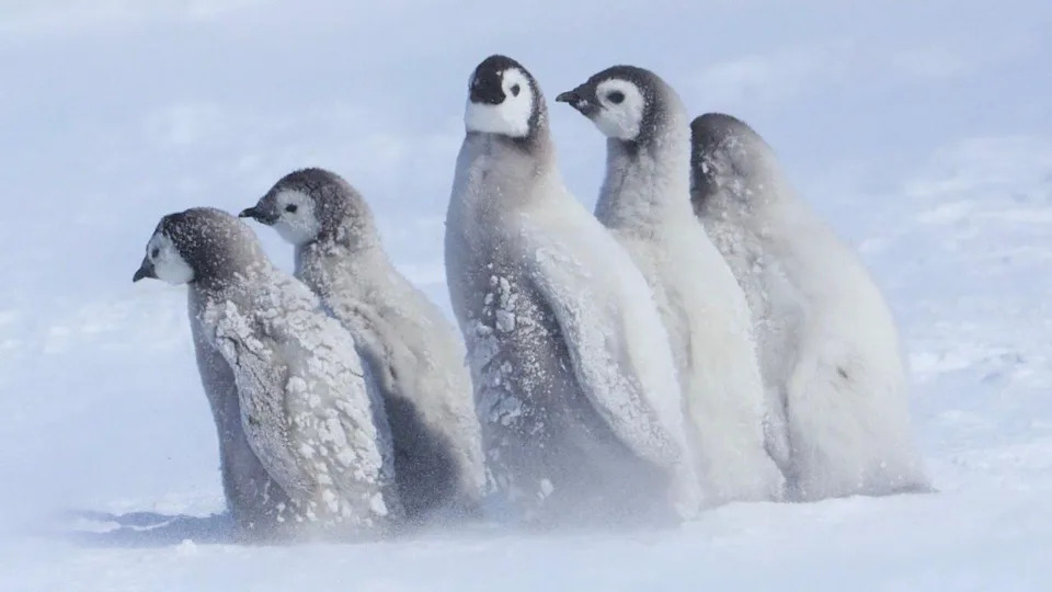 Godišnje linjanje carevskih pingvina: Kako pad morskog leda preti da ih uništi