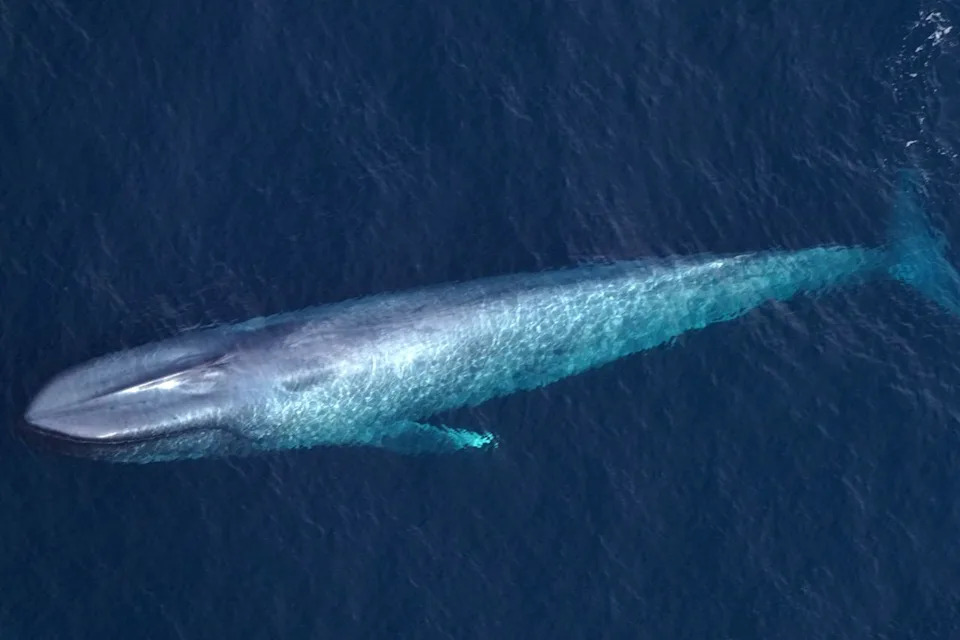 Retka zapažanja: Ugroženi plavi kitovi viđeni kod obale Nove Engleske posle tri godine