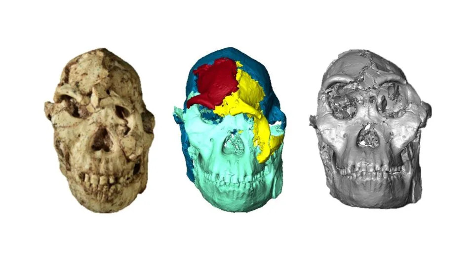 Digitalna rekonstrukcija otkriva lice Little Foota — gotovo kompletan skelet Australopithecusa star 3,67 miliona godina