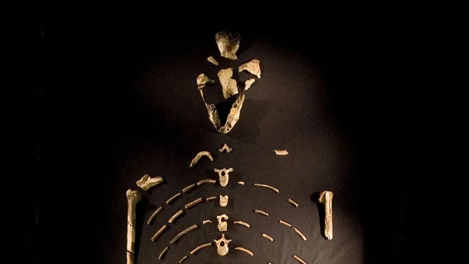 Digitalna rekonstrukcija otkriva lice Little Foota — gotovo kompletan skelet Australopithecusa star 3,67 miliona godina