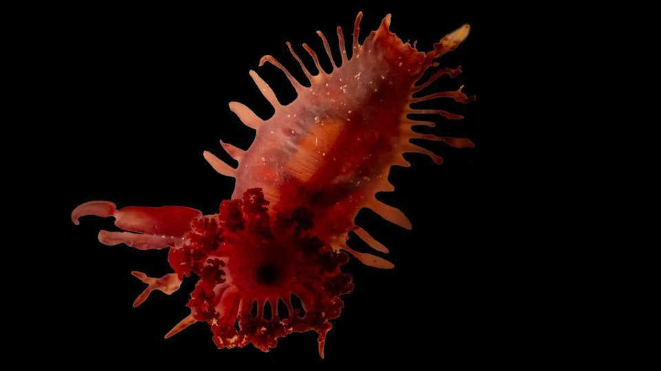 Impresivne snimke: Podvodne planine, ogromna plava rupa i netaknuti koralni grebeni kod Kajmana, Angvile i Turks i Caicos