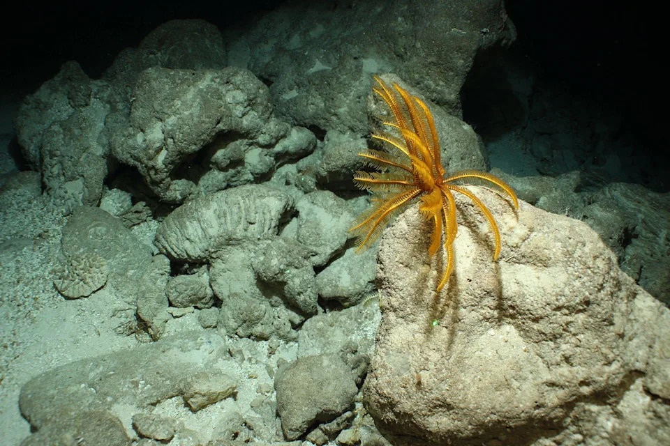 Impresivne snimke: Podvodne planine, ogromna plava rupa i netaknuti koralni grebeni kod Kajmana, Angvile i Turks i Caicos