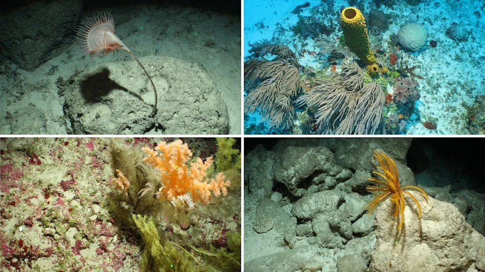 Impresivne snimke: Podvodne planine, ogromna plava rupa i netaknuti koralni grebeni kod Kajmana, Angvile i Turks i Caicos