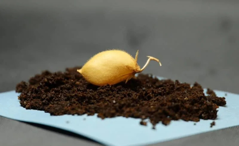 Leblebije Izrasle u „mesečevom prahu“: Vermikompost i Mikoriza Pretvaraju Regolit u Supstrat