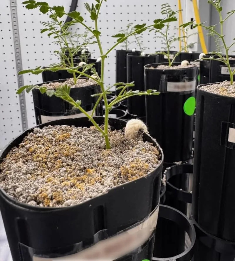 Leblebije Izrasle u „mesečevom prahu“: Vermikompost i Mikoriza Pretvaraju Regolit u Supstrat