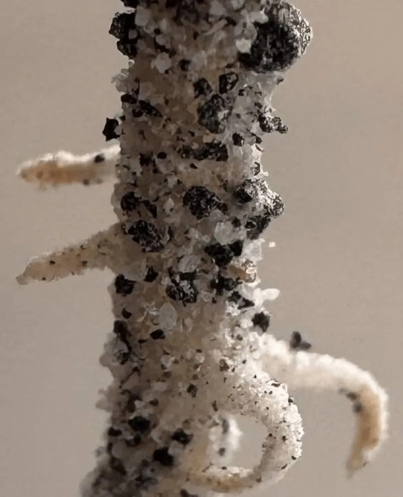 Leblebije Izrasle u „mesečevom prahu“: Vermikompost i Mikoriza Pretvaraju Regolit u Supstrat