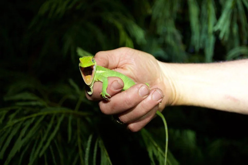 Florida Neighborhoods Are Unwittingly Helping Cuban Knight Anoles Spread