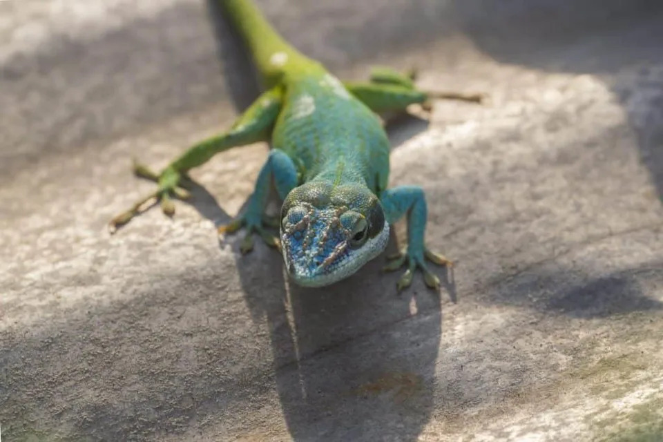 Florida Neighborhoods Are Unwittingly Helping Cuban Knight Anoles Spread