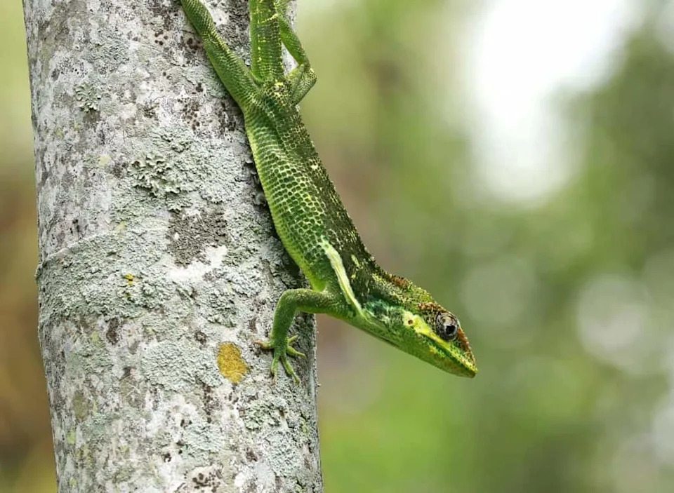 Florida Neighborhoods Are Unwittingly Helping Cuban Knight Anoles Spread