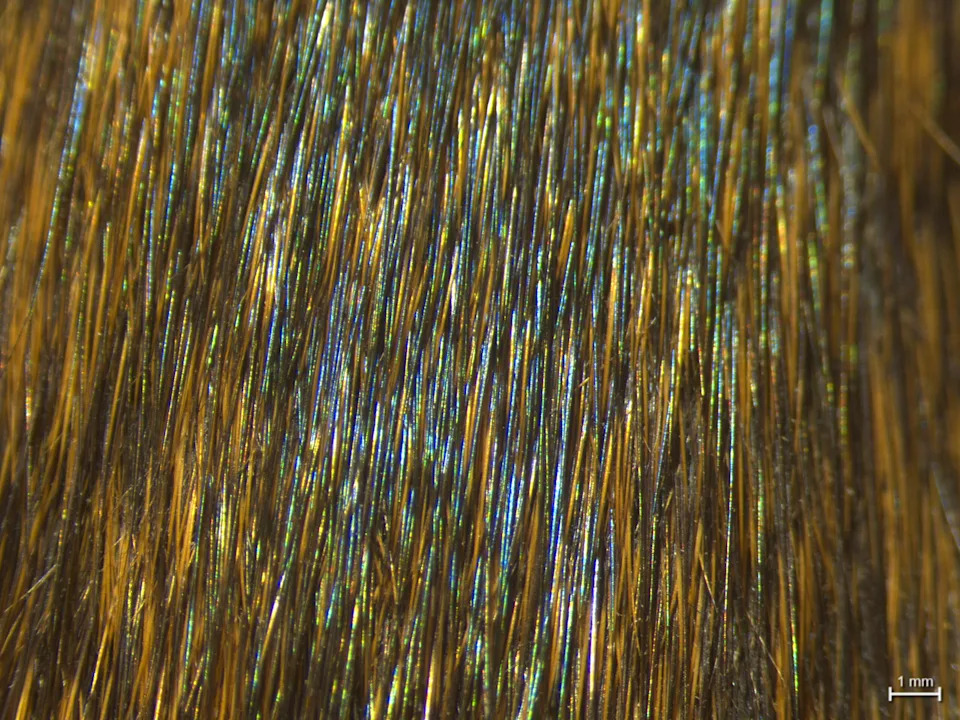 Zašto sisari nisu šareni kao ptice, ribe i gmizavci?