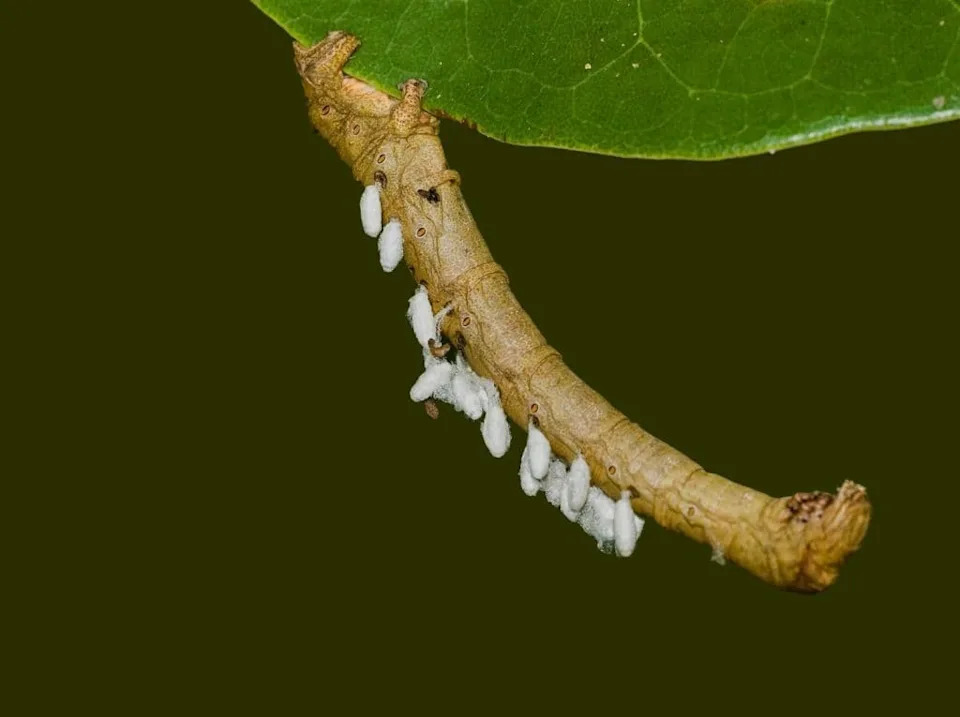 Polovina Amazonskih Insekata Može Biti Ugrožena Porastom Temperature, Pokazalo Istraživanje