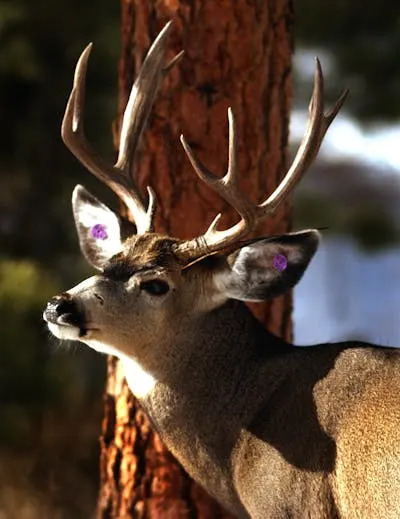 Silikonske narukvice koje otkrivaju nevidljive zagađivače: Praćenje izloženosti PFAS-a
