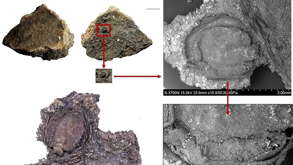 Šta su jeli ljudi iz kamenog doba? Nova istraživanja otkrivaju rafinirane recepte i regionalne razlike