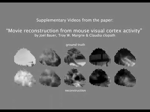 Naučnici Rekonstruišu Video Snimke Koje Su Miševi Videli Iz Njihovih Mozgova