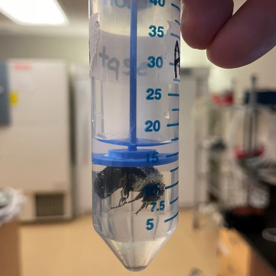 Bumbari Mogu Da Dišu Pod Vodom — Vazdušni Mehurić Kao 