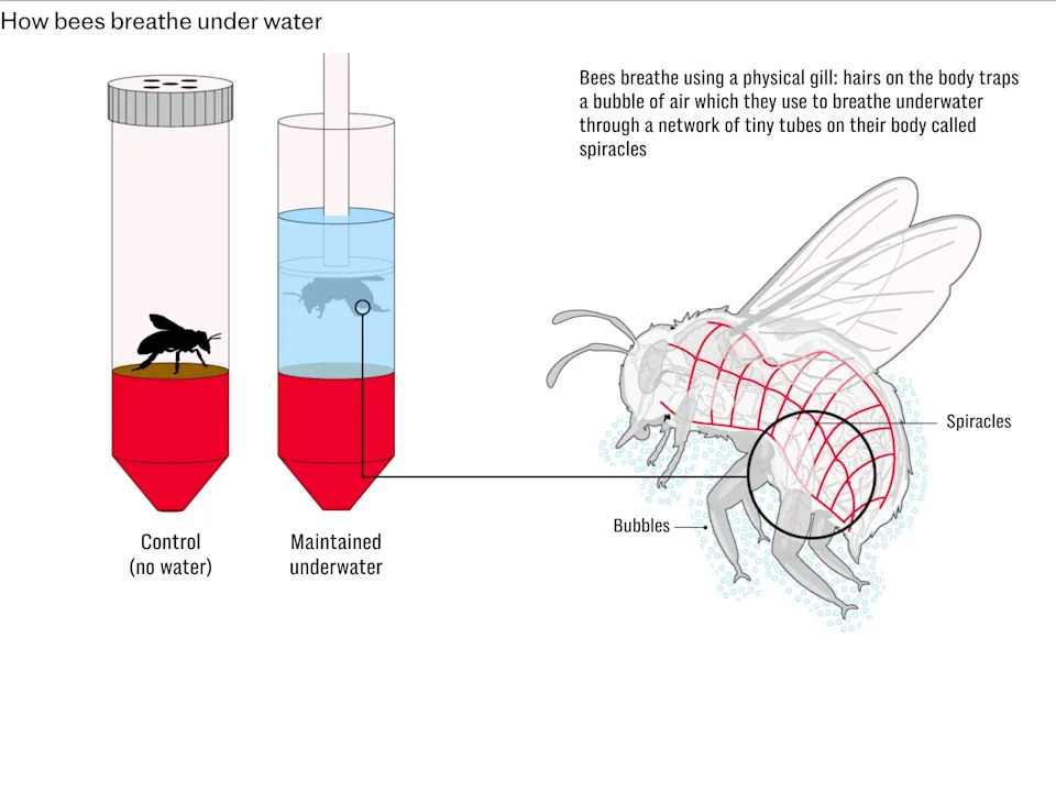 Bumbari Mogu Da Dišu Pod Vodom — Vazdušni Mehurić Kao 