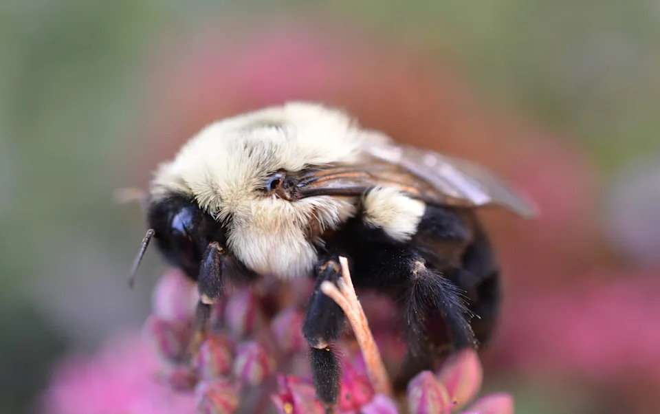 Bumbari Mogu Da Dišu Pod Vodom — Vazdušni Mehurić Kao 