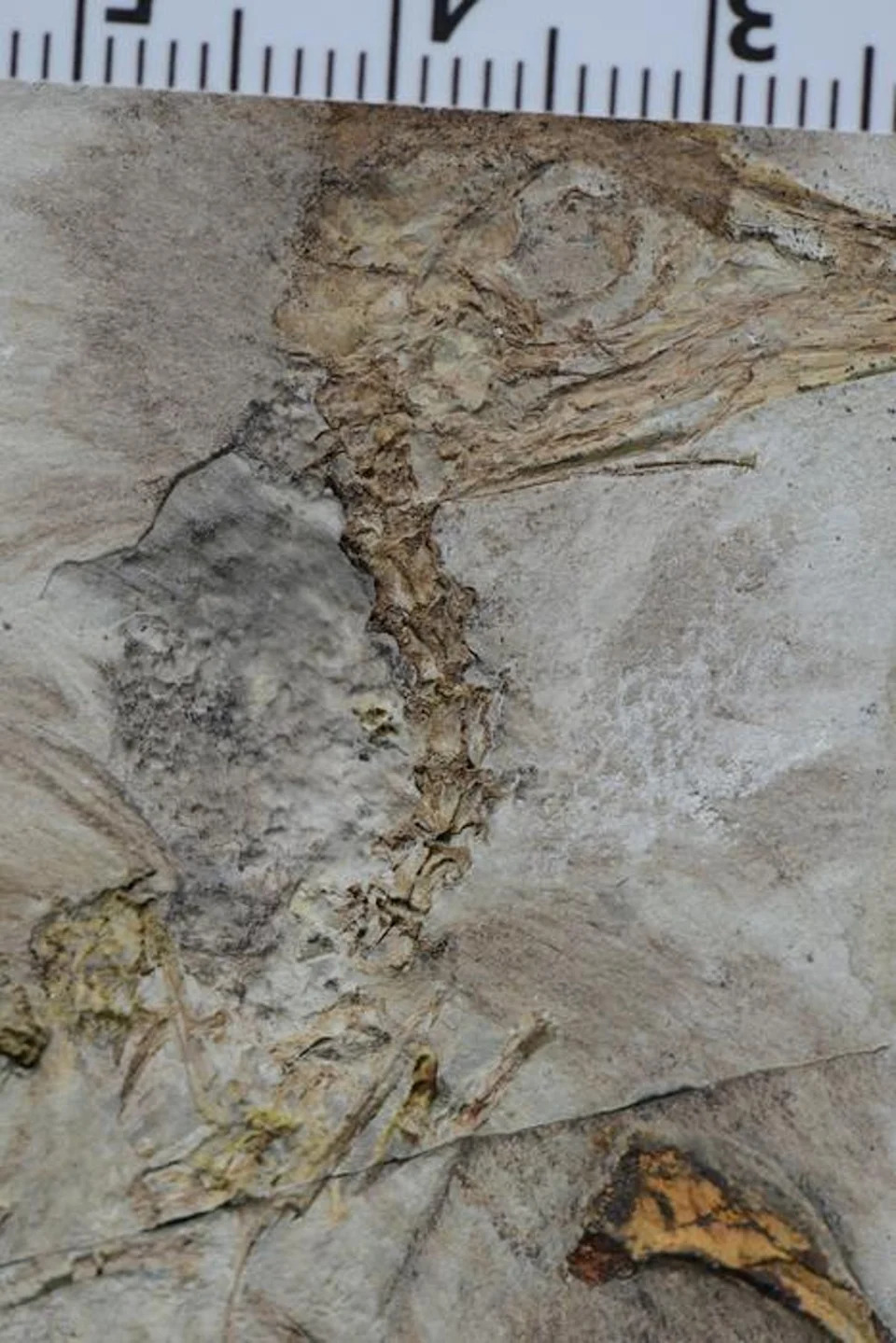 Neočekivano otkriće: Chromeornis funkyi — dinosaurus sa više od 800 kamenčića u grlu, nazvan po bendu Chromeo