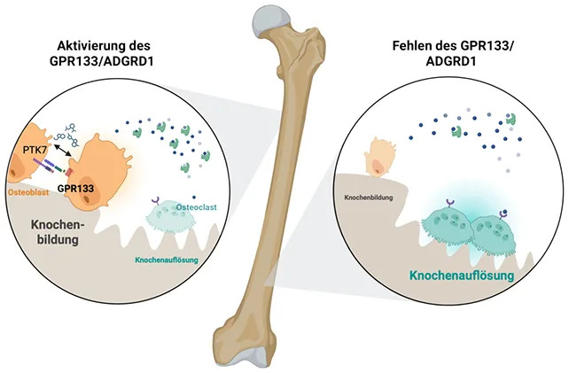 Otkriven Receptor Koji Može Ojačati Kosti — Moguć Put Ka Lečenju Osteoporoze