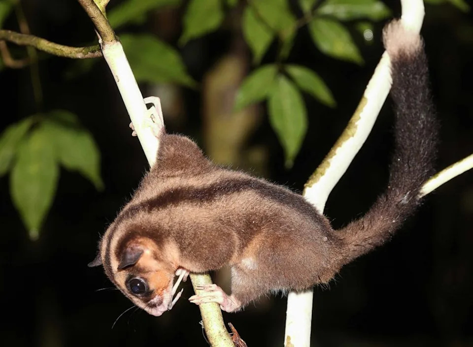 Posle 6.000 Godina Ponovo Otkrivena Dva Mala Torbara u Novoj Gvineji
