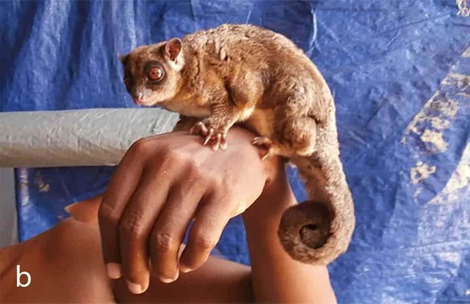 Posle 6.000 Godina Ponovo Otkrivena Dva Mala Torbara u Novoj Gvineji