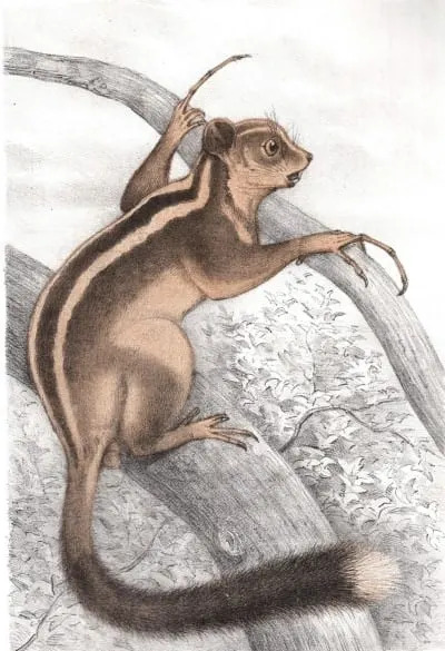 Posle 6.000 Godina Ponovo Otkrivena Dva Mala Torbara u Novoj Gvineji