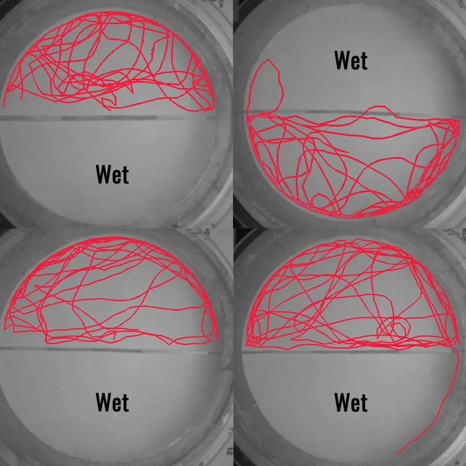 Slučajno Otkriveno: Stenice Se Plaše Vode — Novi Trag U Borbi Protiv Infestacija