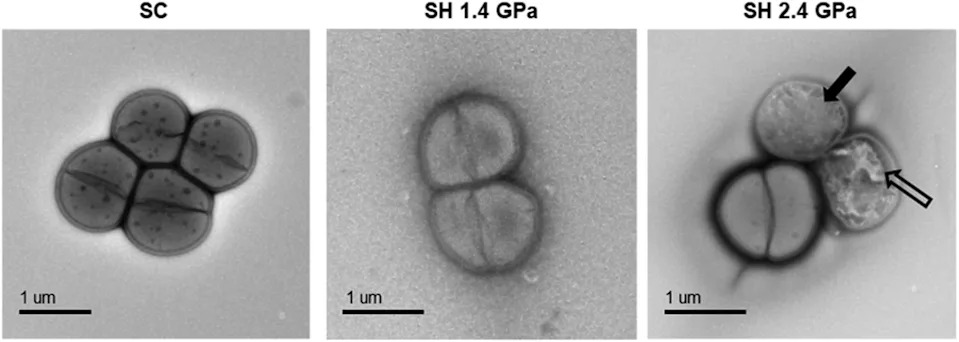 Eksperiment Pokazuje: Ekstremofilne Bakterije Mogu Preživeti Udare Asteroida I Biti Izbačene U Svemir