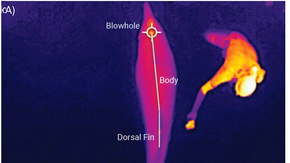Zabrana DJI dronova u SAD može otežati praćenje delfina — termalne kamere smanjuju stres