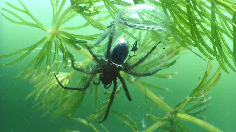 Why Insects Are Almost Absent From the Open Ocean