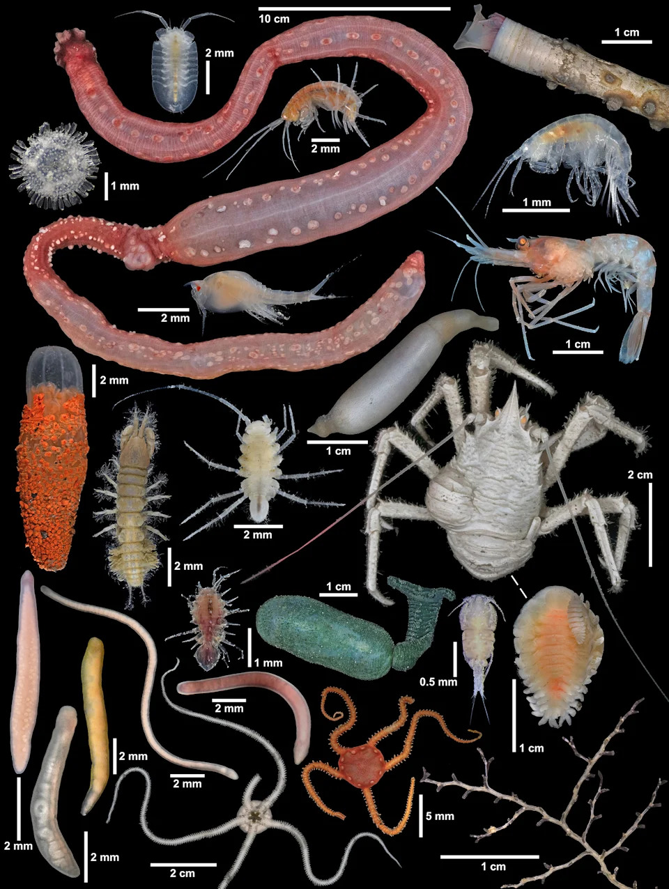 Dve Nove Vrste Crva Otkrivene U „Staklenom Dvorcu“ Na Dnu Okeana — Otkriveni I Deseci Drugo Vrsta Tokom Ekspedicije 2025.