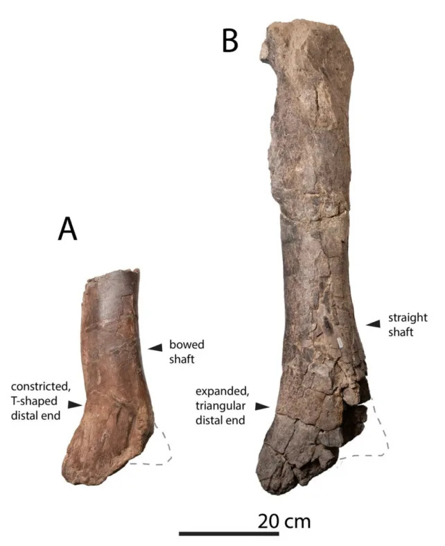 Džinovski tiranosaur iz Novog Meksika (74 miliona god.) — Najstariji veliki tiranosaur u Severnoj Americi