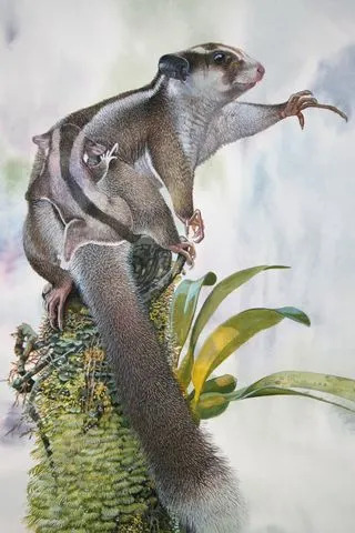 Dve torbarske vrste smatrane izumrlim pre 6.000 godina pronađene žive u prašumama Vogelkopa