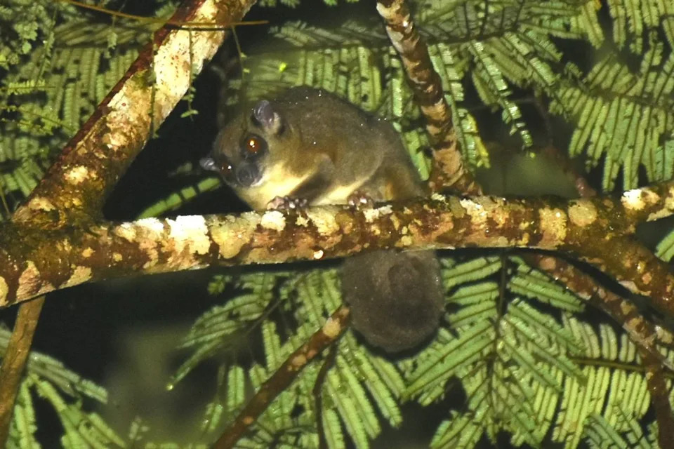 Dve torbarske vrste smatrane izumrlim pre 6.000 godina pronađene žive u prašumama Vogelkopa