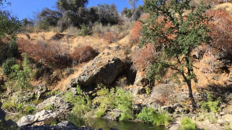 Kako je divlji cvet iz Kalifornije preživeo megasušu — prvi jasan primer brzog evolutivnog spasenja u prirodi