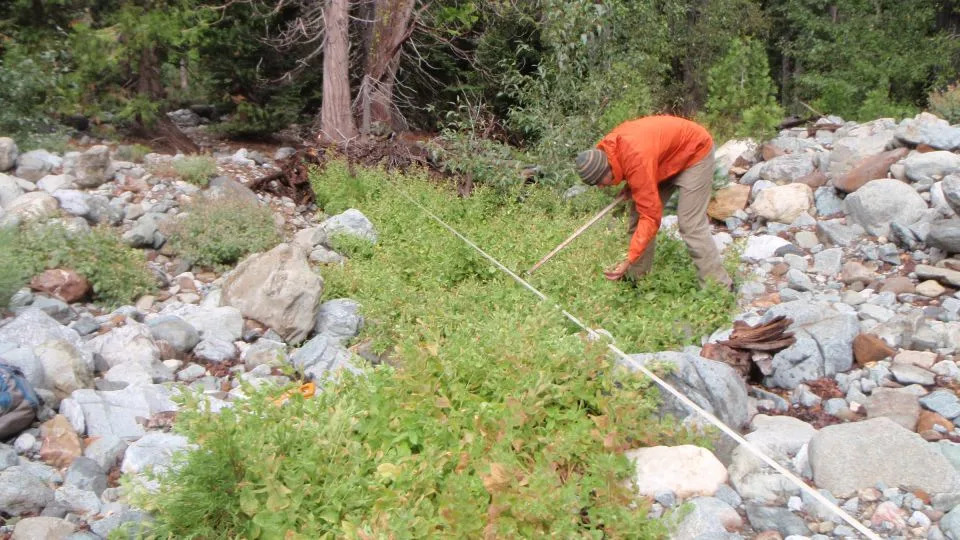 Kako je divlji cvet iz Kalifornije preživeo megasušu — prvi jasan primer brzog evolutivnog spasenja u prirodi