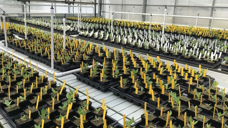 Kako je divlji cvet iz Kalifornije preživeo megasušu — prvi jasan primer brzog evolutivnog spasenja u prirodi