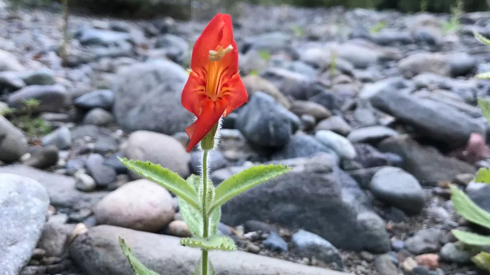 Kako je divlji cvet iz Kalifornije preživeo megasušu — prvi jasan primer brzog evolutivnog spasenja u prirodi