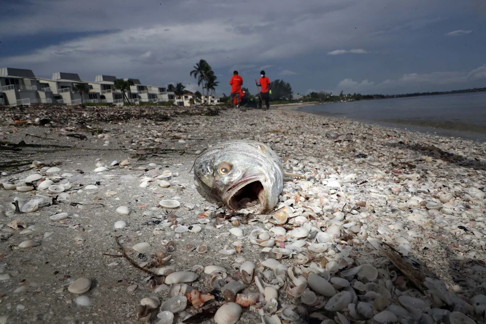 Naučnici USF-a Razvili Fotoreaktivan Materijal Koji Usporava 'Red Tide' — Ali Poljska Primena Još Čeka