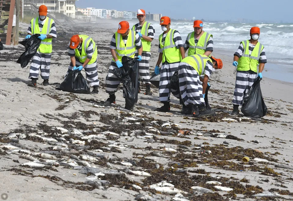 Naučnici USF-a Razvili Fotoreaktivan Materijal Koji Usporava 'Red Tide' — Ali Poljska Primena Još Čeka
