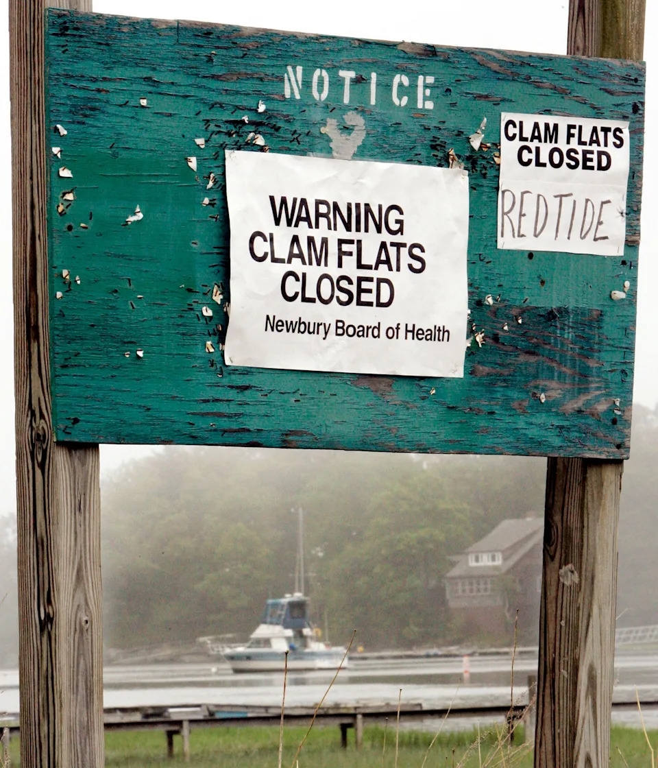 Naučnici USF-a Razvili Fotoreaktivan Materijal Koji Usporava 'Red Tide' — Ali Poljska Primena Još Čeka