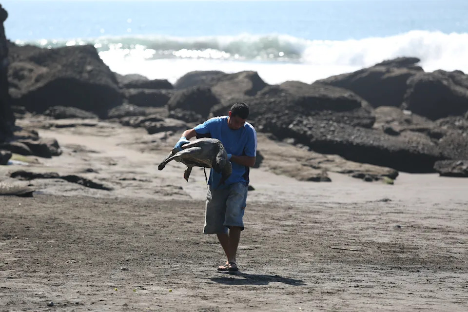 Naučnici USF-a Razvili Fotoreaktivan Materijal Koji Usporava 'Red Tide' — Ali Poljska Primena Još Čeka
