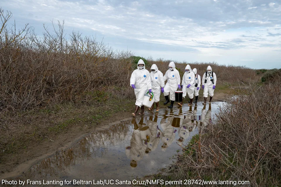 Ptičji grip H5N1 širi se među morskim sisarima u Año Nuevo: potvrđeno 16 slonovskih foka, zaraženi i morska vidra i morski lav