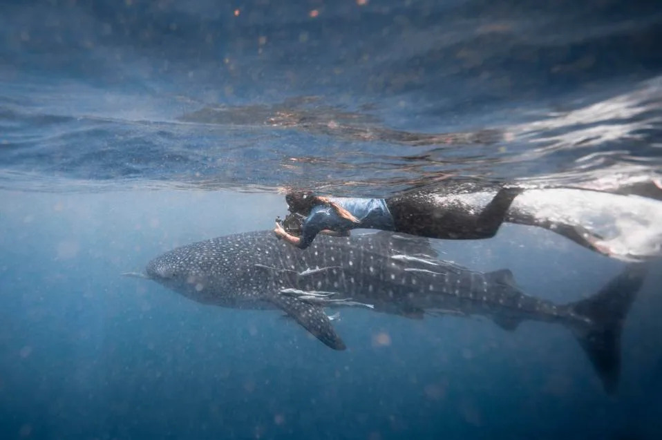 Whale Shark Travels 746 Miles From Madagascar to Seychelles — First Confirmed Transboundary Move