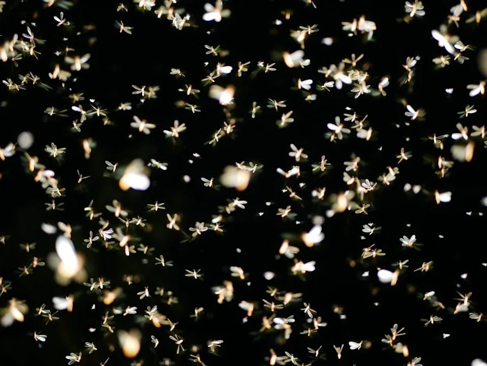 Naučnici konačno objasnili zašto moljci neprestano lete ka svetlu