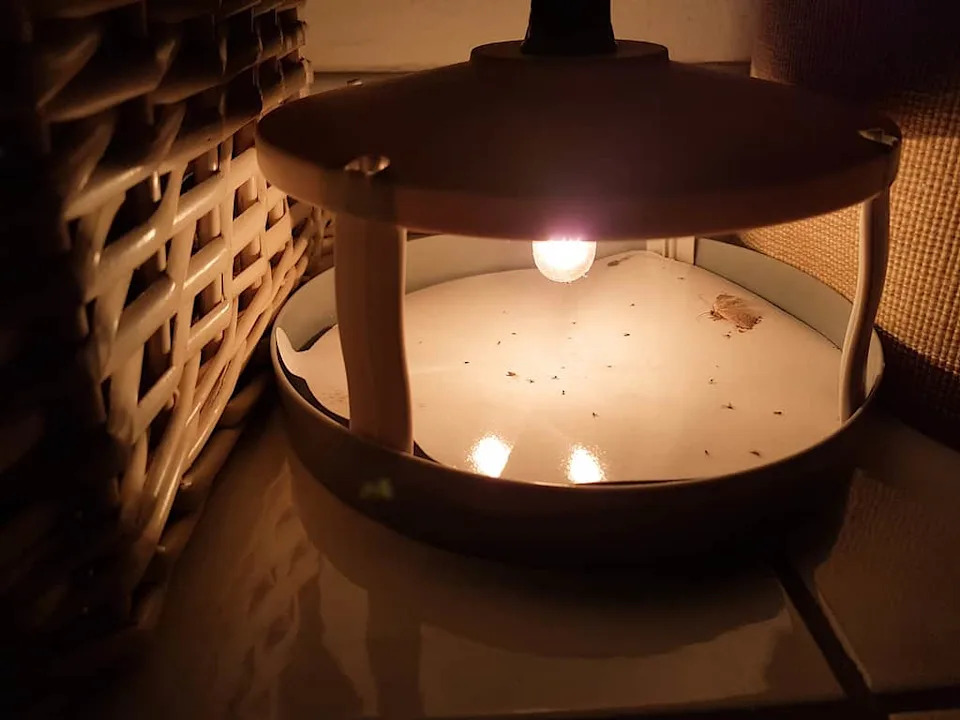 Naučnici konačno objasnili zašto moljci neprestano lete ka svetlu