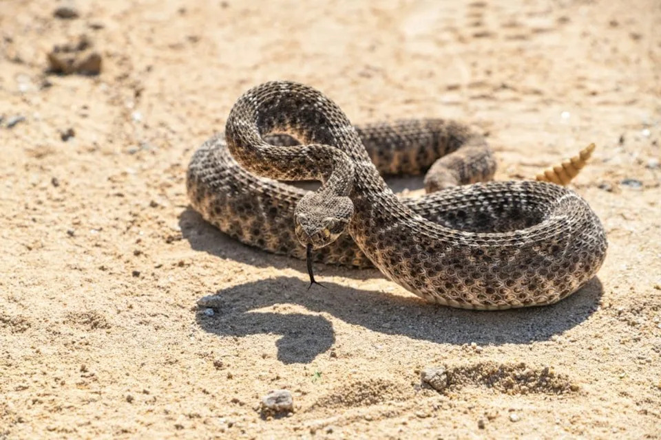 Robotska zmija-zvečarka: Kako jedan zvuk otkriva urođeni strah kod životinja